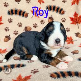 Ray - Tri-color male Bernedoodle puppy in Banner Elk, North Carolina from Walnut Tree Bernedoodles