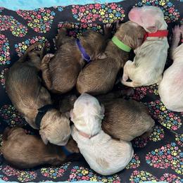 Red Female - Apricot female Goldendoodle puppy in Great Falls, Montana from Montana Goldendoodles