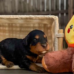 Archie - Phantom male Bernedoodle puppy in Lake Charles, Louisiana from Journey Doodles