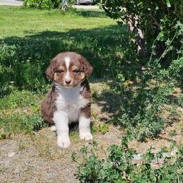 Frodo - Red tri-color male Australian Shepherd puppy in Powell, Wyoming from Waterworth Australian Shepherds