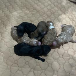 Caspain - Apricot male Cavapoo puppy in Quitman, Mississippi from P&D Palace