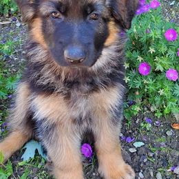German Shepherds from Camo  Creek German Shepherds