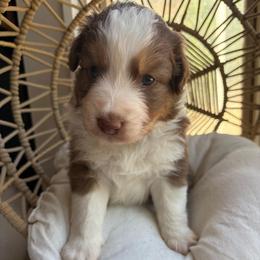 Teddy - Red tri-color male Australian Shepherd puppy in Grants Pass, Oregon from Carmel Mountain Aussies