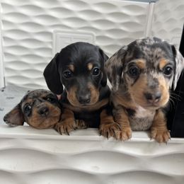 Dachshund Puppies from Weenie Bros