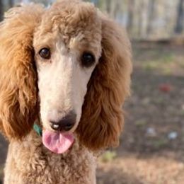 Goldendoodles and Poodles from Howling Heights