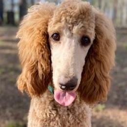 Goldendoodles and Poodles from Howling Heights