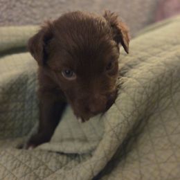 Australian Shepherd Puppies from Heartstead Haven Australian Shepherds