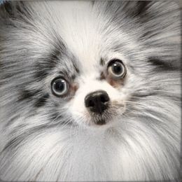 Charlotte - Pomeranian