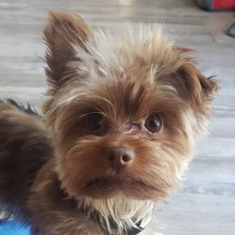 Tobi - Yorkshire Terrier