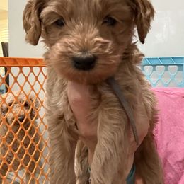 Gray collar - Apricot male Goldendoodle puppy in Southampton, Pennsylvania from Pumpkin Patch Doodles