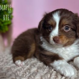 Toy Australian Shepherd All Grown Up from Double T Aussies