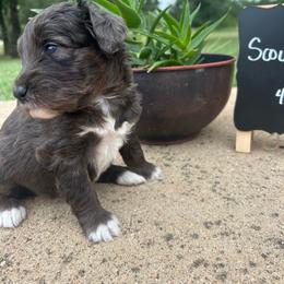 Scout - Blue merle male Aussiedoodle puppy in Eastland, Texas from H5 Mini Doodles