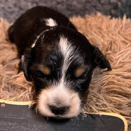 Rudy - Piebald male Dachshund puppy in Bigfork, Minnesota from Dachshunds Up North