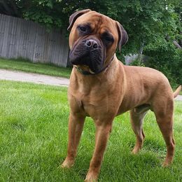 Bullmastiffs from Watchman Kennels