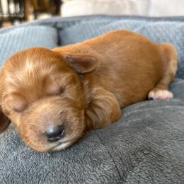 Girl 4 - Red  female Goldendoodle puppy in Mattawan, Michigan from Doodifuldoods
