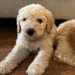 Goldendoodle Puppies from Mountain Grove Doodles
