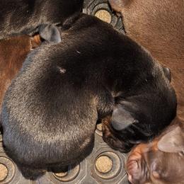 AKC Registered Full European Doberman Pinschers - Black and rust male Doberman Pinscher puppy in Fort Lauderdale, Florida from Lakewood European Dobermann Kennel