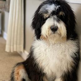 Bernedoodle puppies from River Doodles
