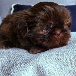 Lainey Chocolate - Liver female Shih Tzu puppy in Richmond, Texas from Aleka Shih Tzu