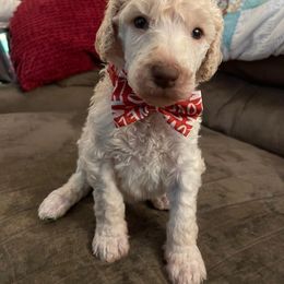 Cooper - Poodle puppy in Kentucky from Stacey's Poodles