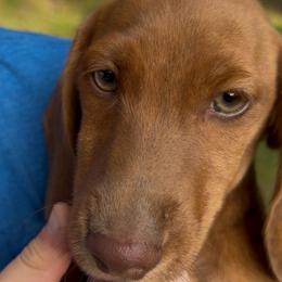 DO NOT FILL OUT APPLICATION UNLESS SERIOUS - Brindle male Dachshund puppy in Wisconsin from Sabe and Shabe’s Doxies