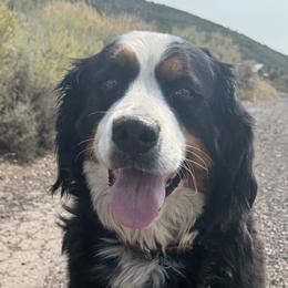 Bonnie - Bernese Mountain Dog