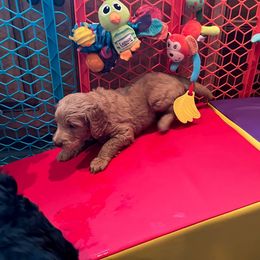 Goldendoodle Puppies from Lucky's Doodlez