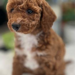 Poppy - Red  female Poodle puppy in Nixa, Missouri from Foxtrot Farm Poodles