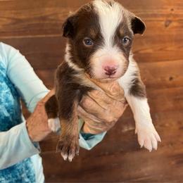 Red tri male - Red tri-color male Australian Shepherd puppy in Chino Valley, Arizona from Cu2 Aussies