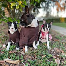 Boston Terrier Puppies from I Love Pups