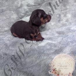 Hershey - Chocolate and tan male Dachshund puppy in Lufkin, Texas from CSW Dachshunds