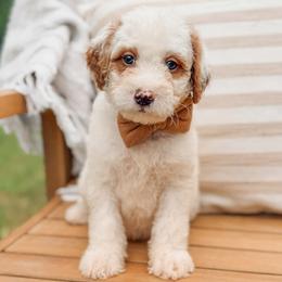Tyler - Parti male Goldendoodle puppy in Iola, Texas from Supreme Doodles of Texas