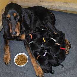 No Collar - Black and tan female Black and Tan Coonhound puppy in Ephraim, Utah from Wanderlust Coonhounds