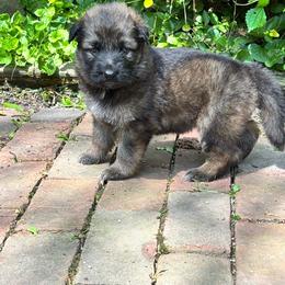 Sable boy 1 - Sable male German Shepherd puppy in Lordstown, Ohio from Jewels German Shepherd
