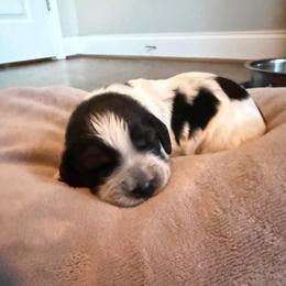 Dancer - Black white and tan female English Springer Spaniel puppy in Mooresville, North Carolina from Third Creek Springers