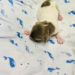 Jack - Blue male Havanese puppy in Hawthorne, Florida from Havanese Acres