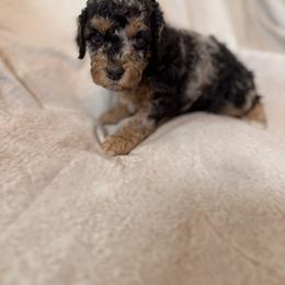 Cockapoo and Goldendoodle Puppies from Jax Doodles
