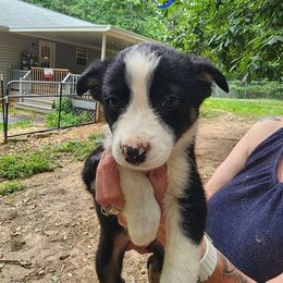 Boy 2 - Tri-color male Border Collie puppy in Dawsonville, Georgia from BC Dogs at the Rodgers