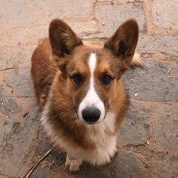 Duke - Cardigan Welsh Corgi