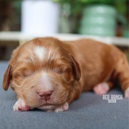 Sprout - Red  male Goldendoodle puppy in Salado, Texas from Red Ranch Dogs