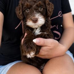 Fennec - Phantom male Goldendoodle puppy in Van Alstyne, Texas from Forest Haven Doodle Co.