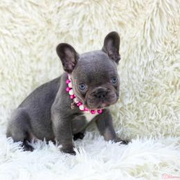 French Bulldog and Pekingese Puppies from SFLK