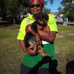 Rottweiler Puppies from Vom Jobaer Rottweilers