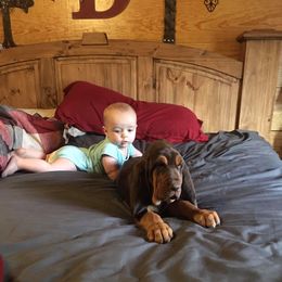 Bloodhound Puppies from Blue Collar Kennelz Bloodhounds and American Bullies
