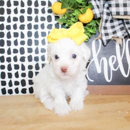 Tiny Tina - White female Poodle puppy in Hugo, Oklahoma from Ann R.