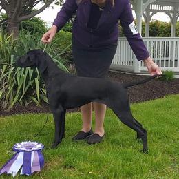 Raven - Pointer