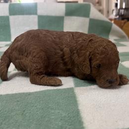 Ellis - Red male Cockapoo puppy in Sheridan, Missouri from Shepherdsfold’s Cockapoos