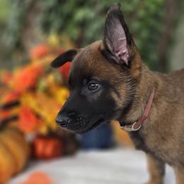 Oakley - Mahogany male Belgian Malinois puppy in Conover, North Carolina from Rose Kennels