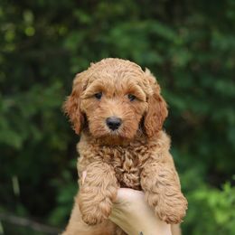 Purple - Red female Australian Labradoodle puppy in Williamstown, New York from Lewis Manor Labradoodles