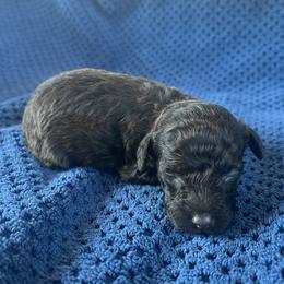 Mufasa - Brown male Poodle puppy in Mayville, Michigan from Kathy Maize